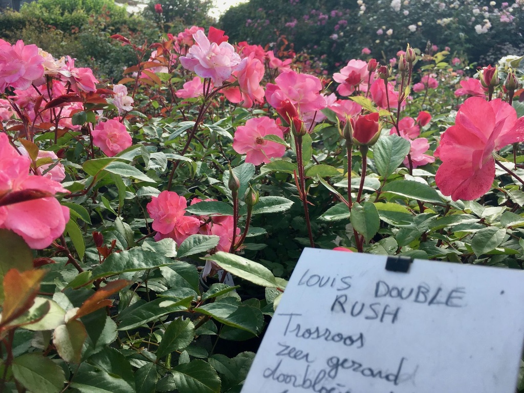 Louis' Double Rush | Lens Roses